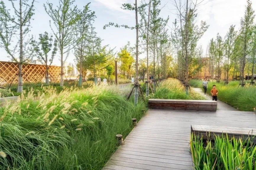 上层乔木可稳定生长并抵御台风.