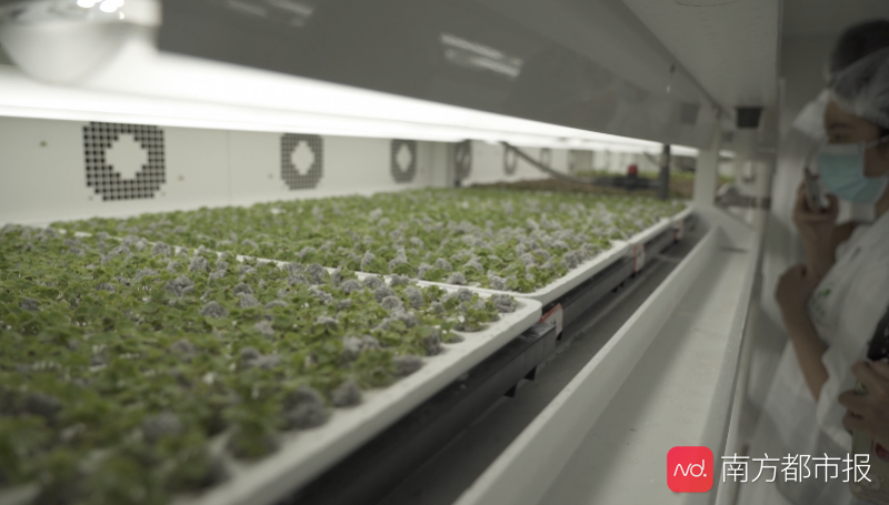 揭秘广州植物工厂 一株菜从种植到收获只需半升纯净水 腾讯新闻