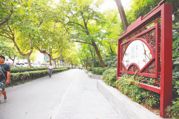 芜湖路两旁繁茂的梧桐树.
