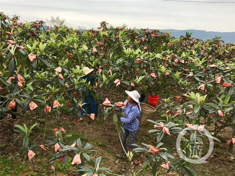 广阳镇枇杷基地图片