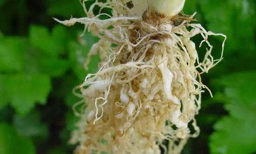 番茄根结线虫打什么药,大棚根结线虫病如何治理,根结线虫怎么样防治