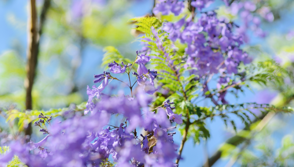 花初夏紫