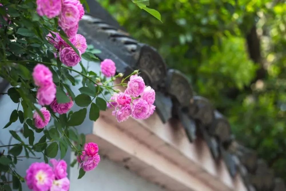 蔷薇 香高丛有架 红落地多苔 腾讯新闻