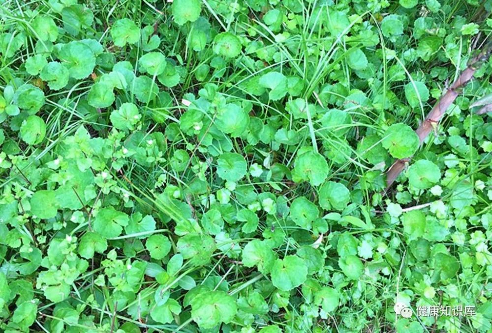 雷公根,可以清热解毒哦