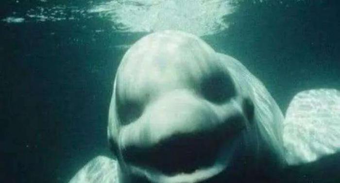 心理学 你是否有 深海恐惧症 看到最后一张都不害怕的是大神 腾讯新闻