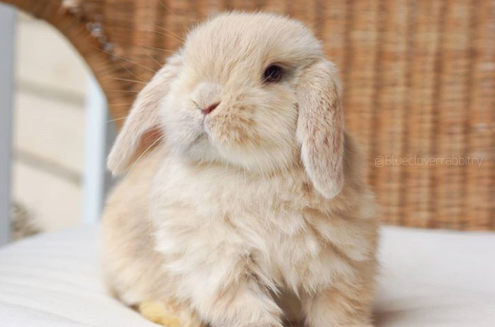 一波萌萌的小兔子太可爱了