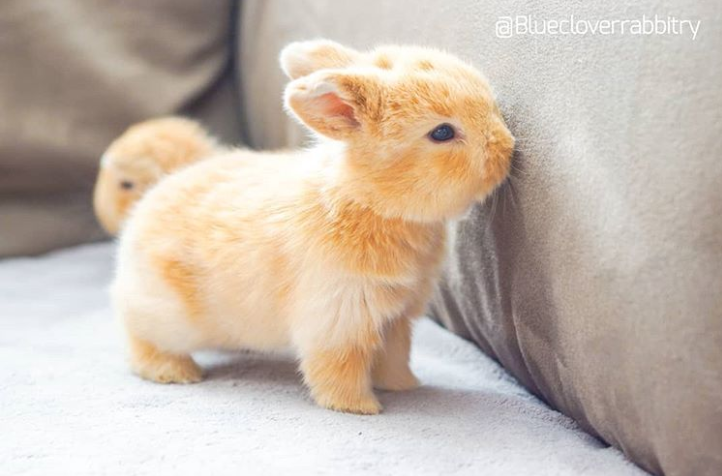 一波萌萌的小兔子太可爱了