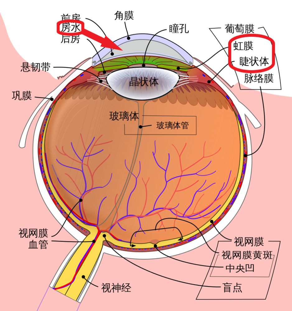 我上过生物课,虹膜还是知道的,但睫状体是啥就不清楚了,也不关心.