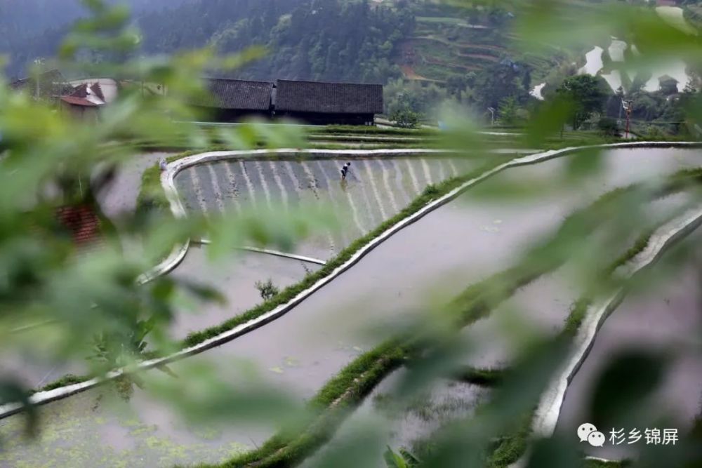 锦屏固本乡八一村:苗寨晨韵美如画处处是风景_腾讯新闻