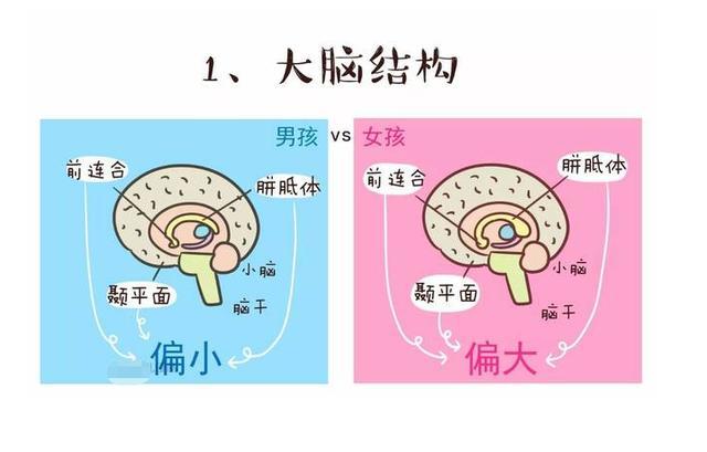 6歲前男孩和女孩大腦發育有5點差別難怪都說兒子更難帶