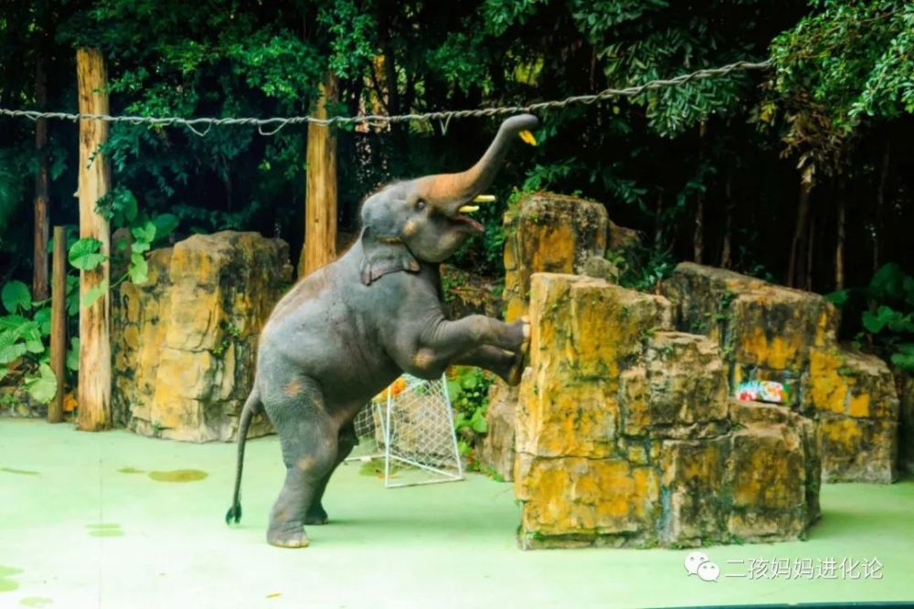 杭州野生動物世界豹子出逃驚全國是時候給倆娃講講動物園的那些糟心事