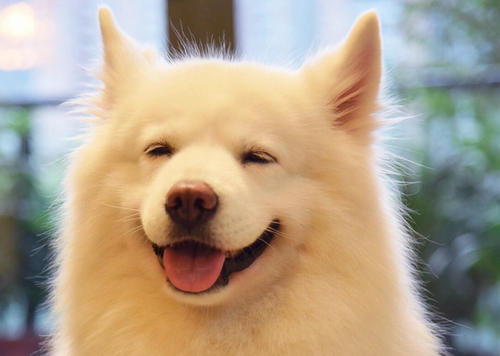 世界微笑日狗狗们的笑容有没有打动你