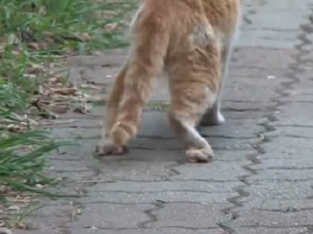 狸花猫先是充当着残疾橘猫的守护神 后被好心人出手相救 真暖 腾讯新闻