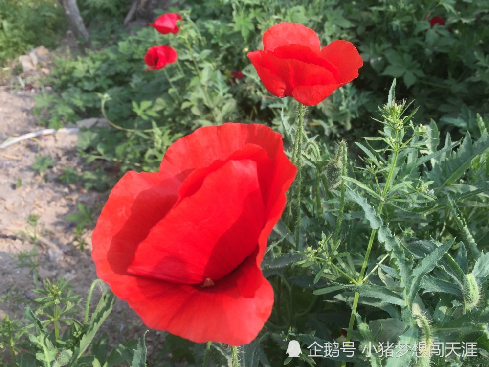 虞美人花开似彩云 你知道她的来历吗 腾讯新闻