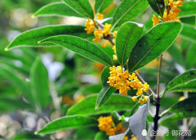 桂花要注意换盆 并且换盆时间很重要 这样才能花香四溢 桂花 花盆 植株