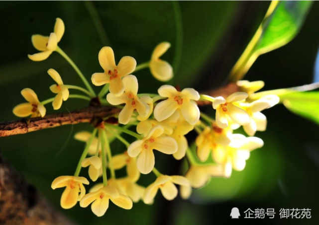 桂花要注意换盆 并且换盆时间很重要 这样才能花香四溢 桂花 花盆 植株