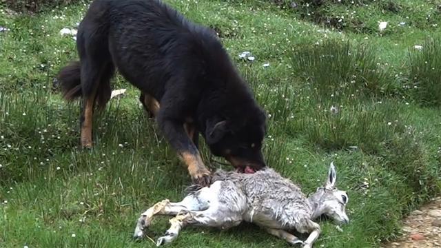 流浪藏獒会不会跟澳洲野狗一样,野化成高原捕食者,威胁到雪豹?