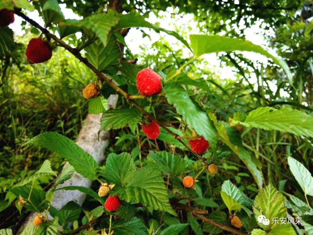 山里的刺泡子熟了错过又要等一年