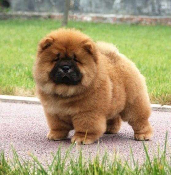 松狮犬天生一副好脾气,性格文静高雅,具有狮子的高贵和威严.