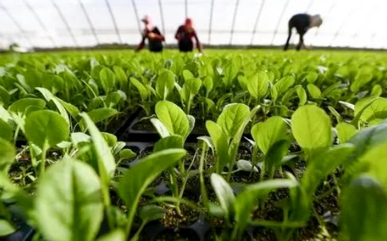大棚蔬菜種植換茬期，菜農(nóng)施肥管理要特別注意這4點(diǎn)