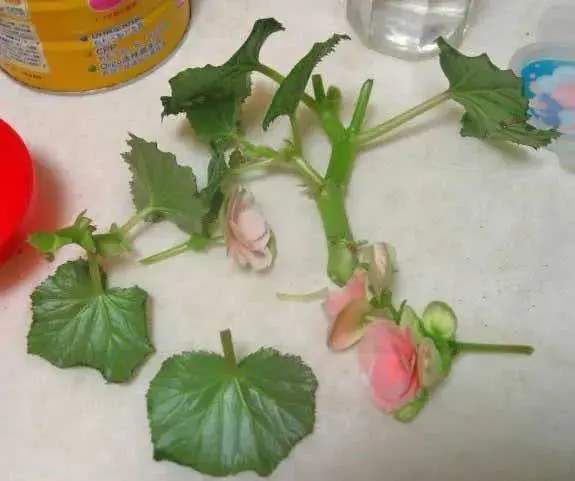 贴梗海棠花扦插方法图片