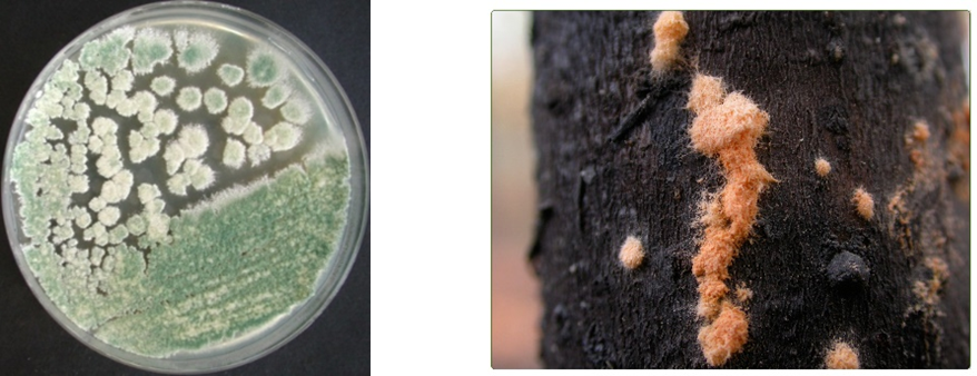 在25~35℃之间菌丝生长较好,35℃生长最好;在25~35℃之间产孢较多.