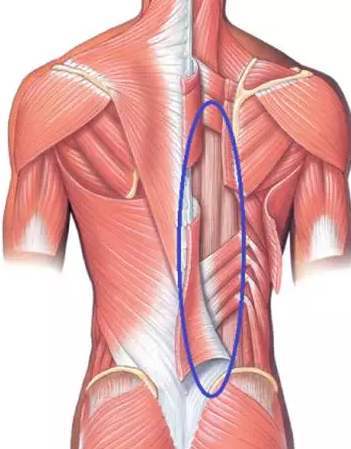 起點:腰椎棘突,髂嵴後部和腰背筋膜以及骶骨背面止點:肋骨的肋角下緣