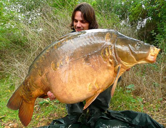 外国泛滥的大鲤鱼一条重达200斤比一头猪还要胖