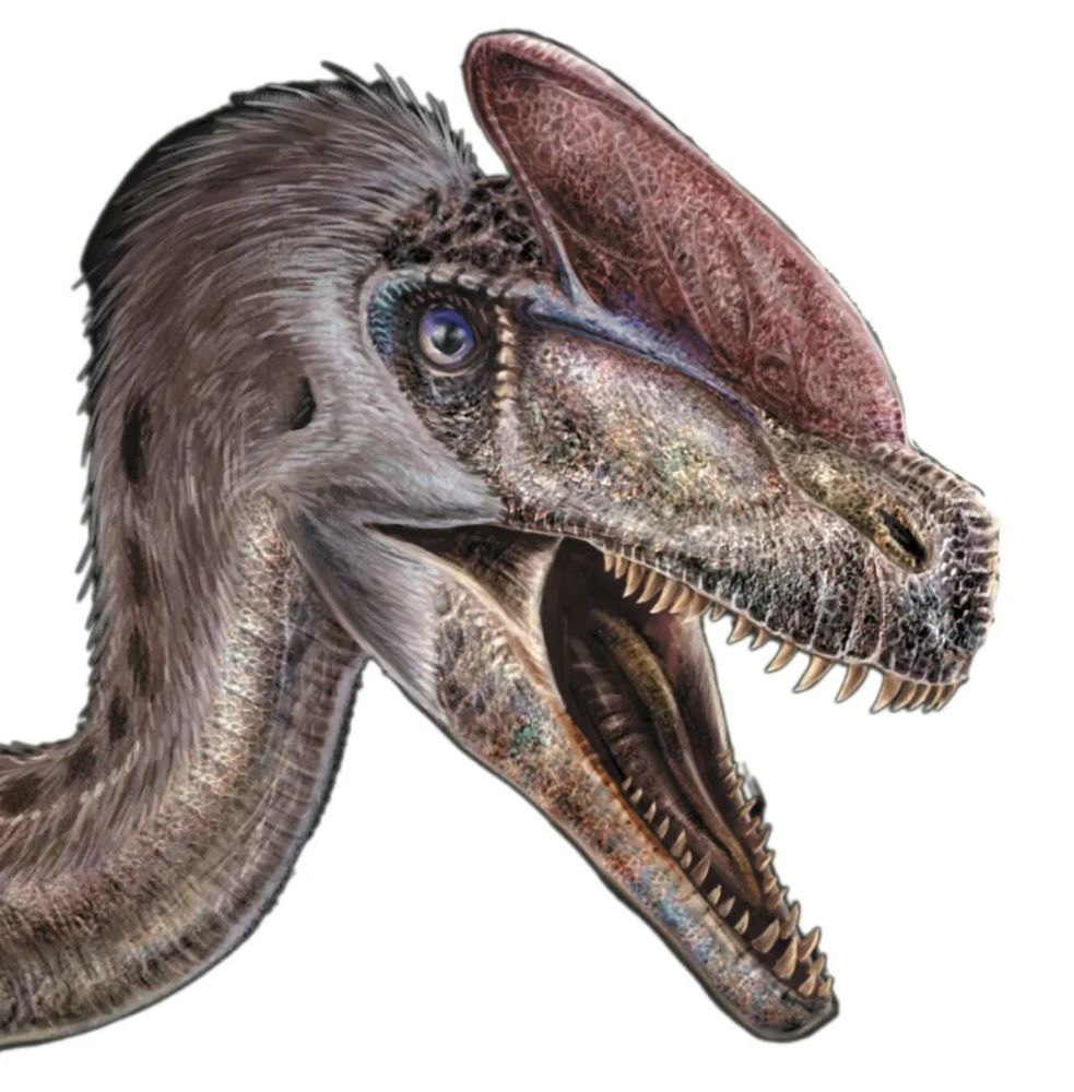 冠龙:别看我个子小,我可是霸王龙的远祖