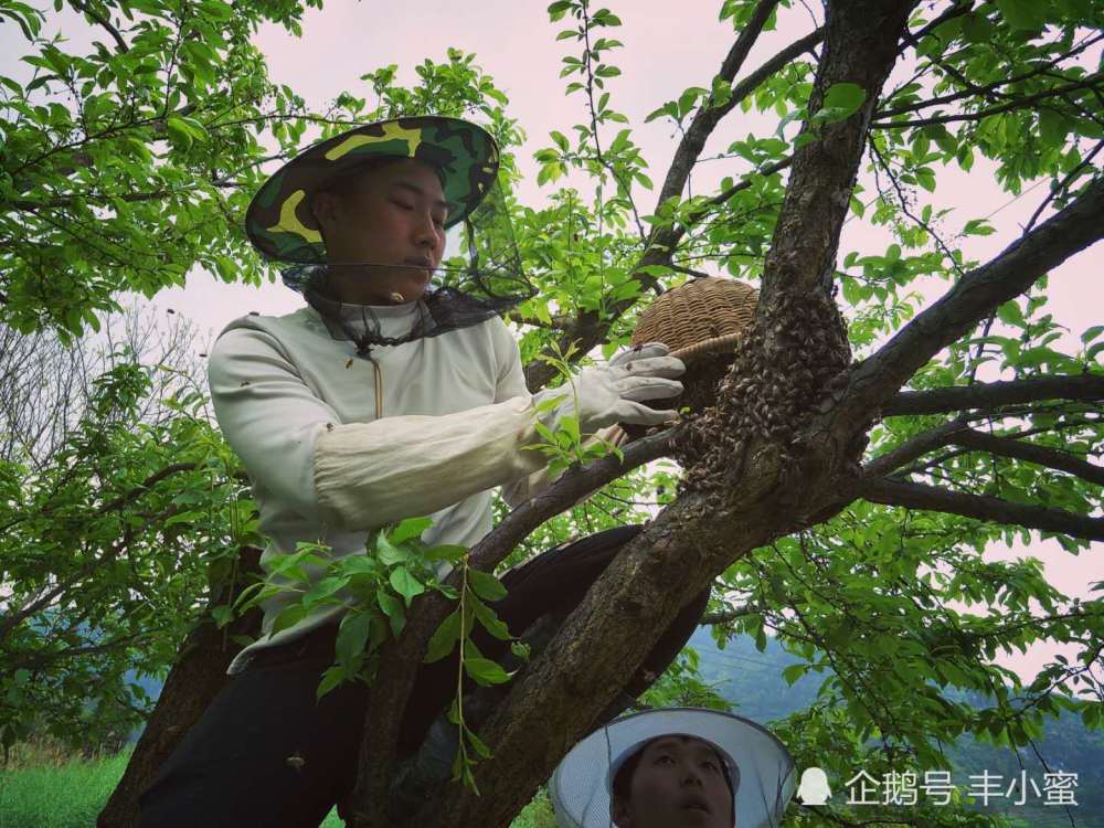 招蜂——学会耐心,学会放下,学会粗俗中高雅