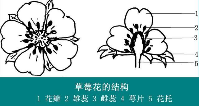 草莓的花和花序 腾讯新闻