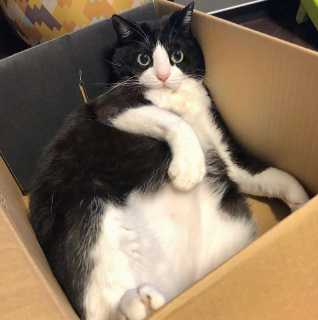 日本一奶牛猫重约20斤,7年体重翻了12倍,爱吃人食还懒得玩游戏
