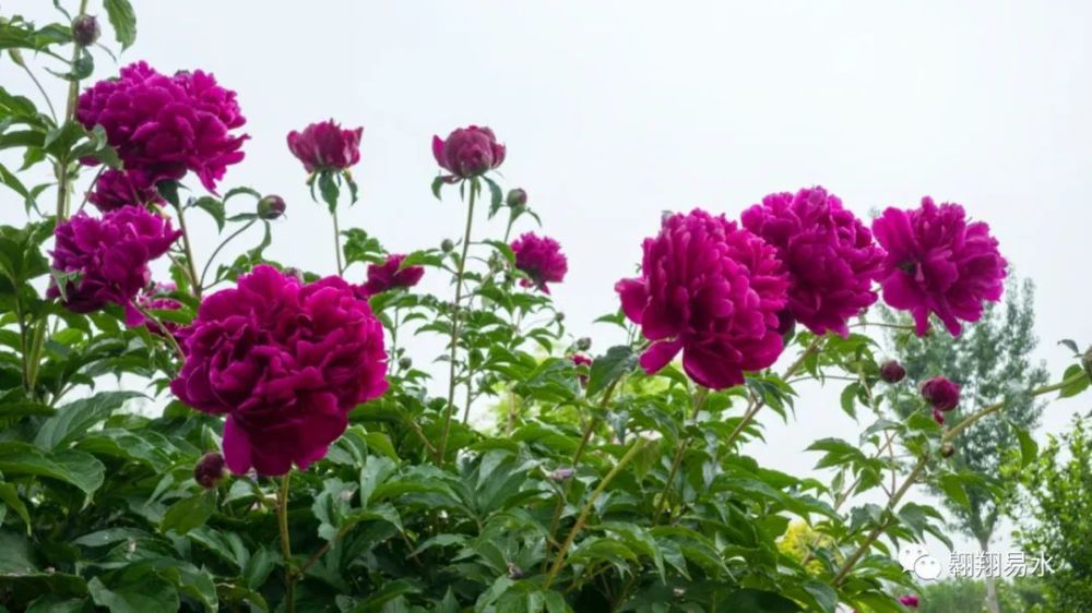 花相芍药进入盛花期美极了