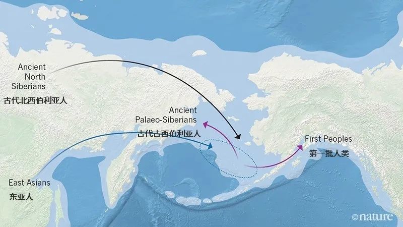 先祖们走过白令陆桥多少次才最终定居在美洲