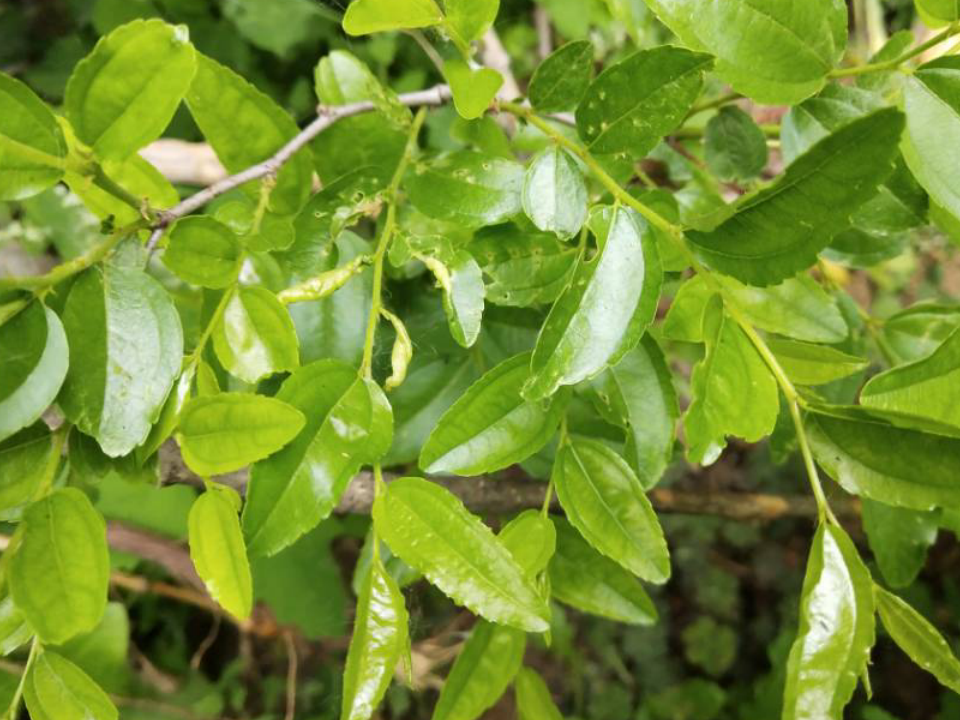 每年的5月至6月,正是枣树花蕾发育的时期,这个时候,枣树的叶子,枣吊