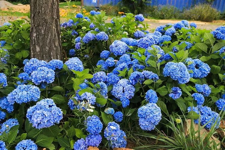 6种蓝色系的花 最适合夏天养 清凉又舒爽 腾讯新闻