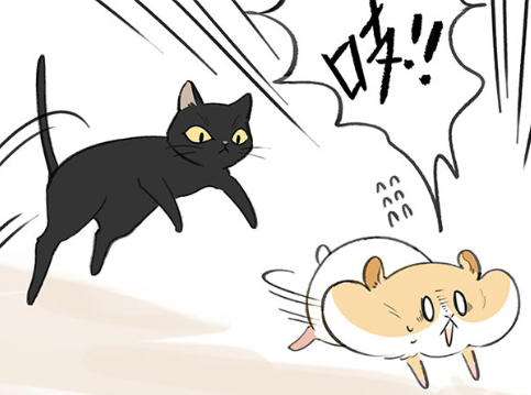 爆笑一刻小仓鼠偷吃被发现反倒生气撒娇无奈黑猫只能宠溺陪鼠玩