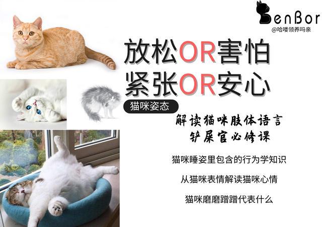 猫的姿态代表了心情 如何读懂猫咪的肢体语言 一篇文章你就明白 腾讯新闻