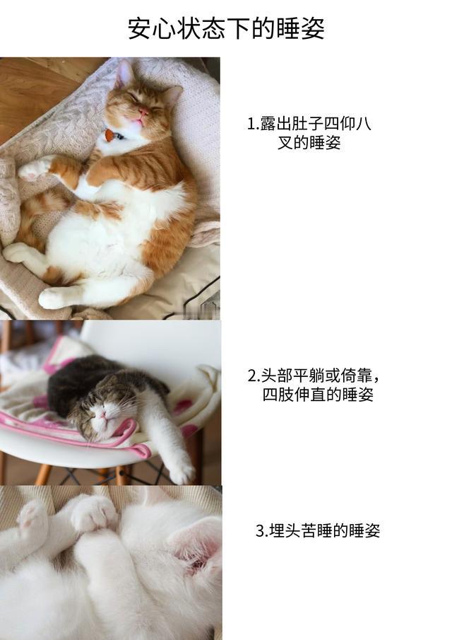 猫的姿态代表了心情 如何读懂猫咪的肢体语言 一篇文章你就明白 腾讯新闻