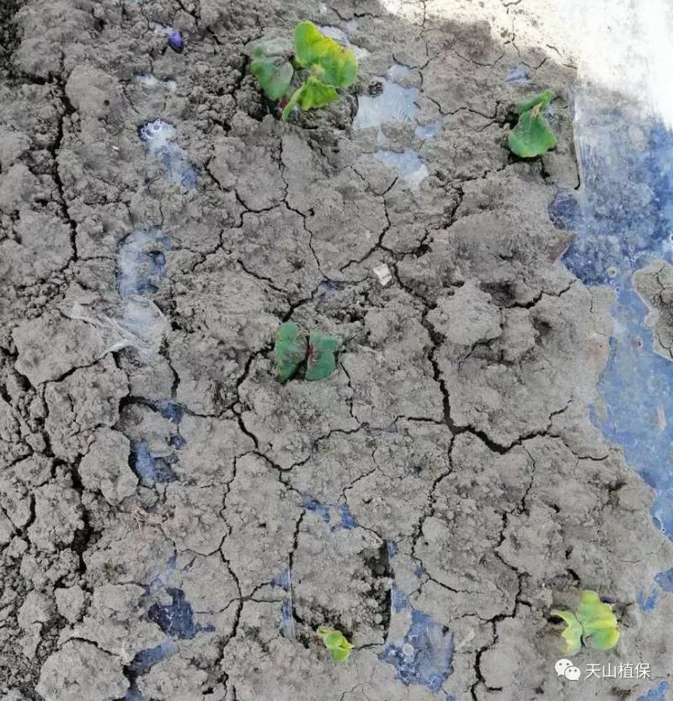 谈谈棉花田除草剂药害问题