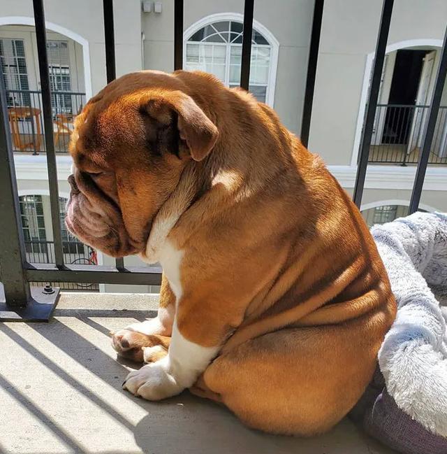 疫情期间狗狗不能出门玩每天坐阳台发呆表情让路人哭笑不得