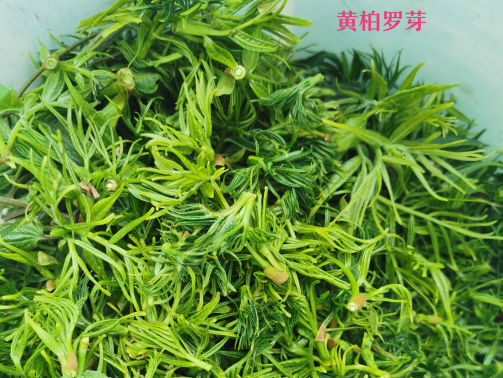 山野菜怎么吃?