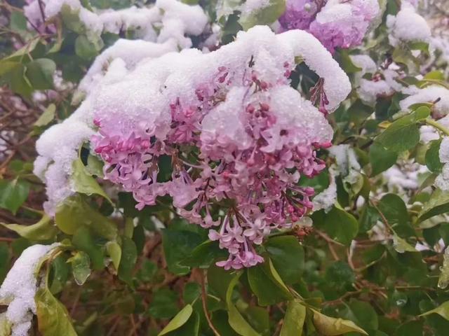 下雪啦 五月初夏 一起到火石寨去看雪 热备资讯