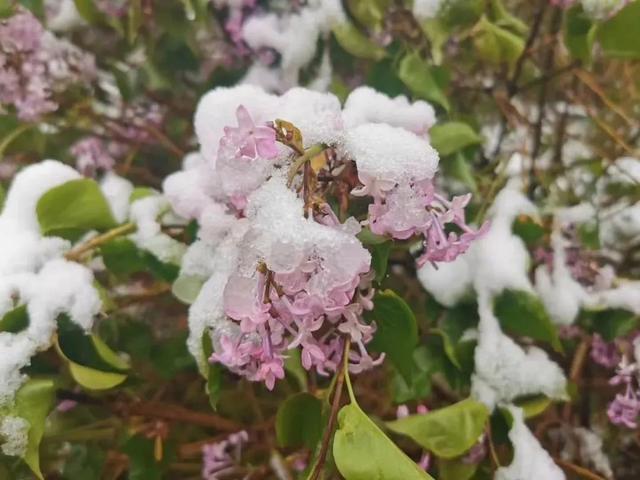 下雪啦 五月初夏 一起到火石寨去看雪 热备资讯