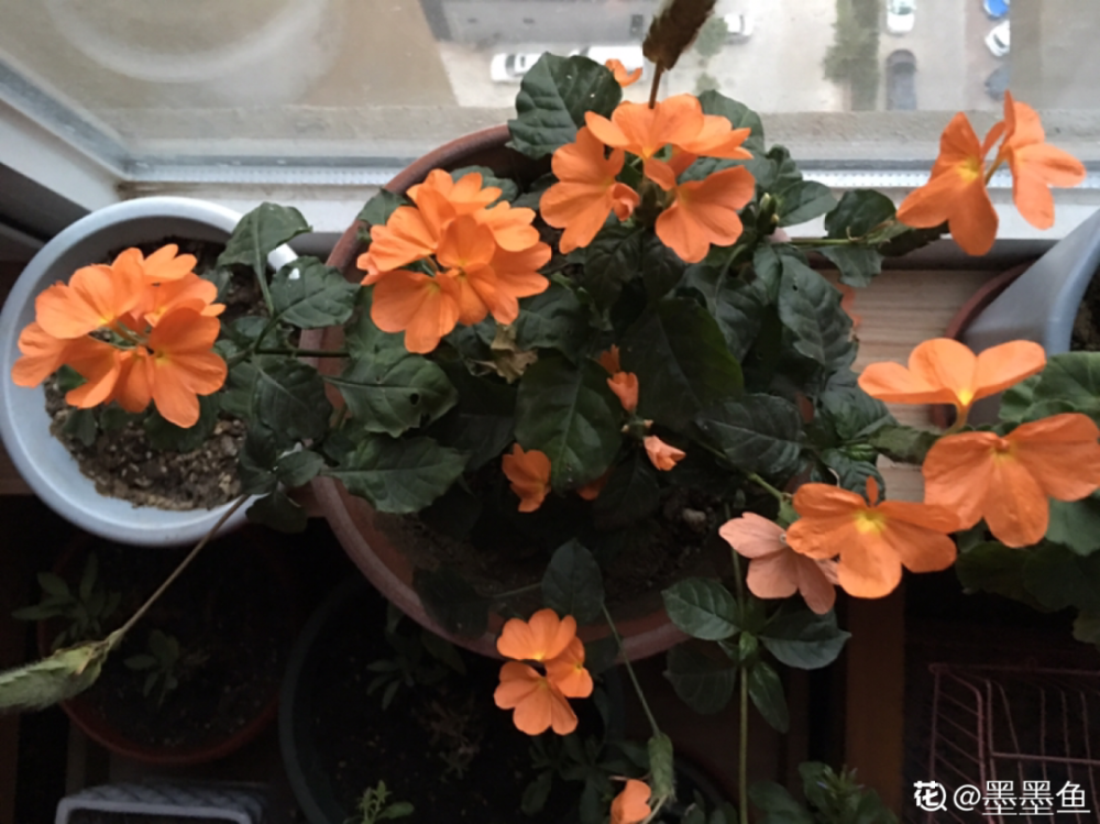 30种耐阴花 室内光照不佳 也能全年开花 腾讯新闻