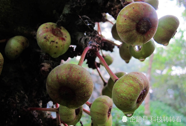 人间美味"馒头果",外观像极了无花果,全身都是宝,至今还无法人工种植!