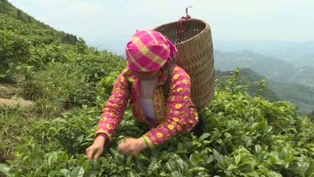 同样,茶园附近的村民陶小英,这两年也不愿意外出务工,她说到茶园采茶