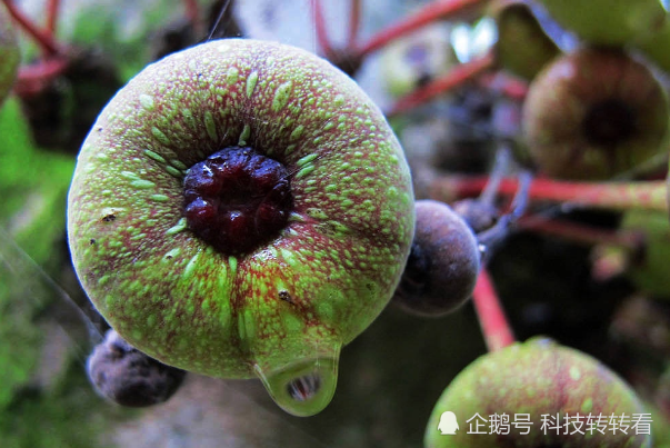 人间美味"馒头果",外观像极了无花果,全身都是宝,至今还无法人工种植!