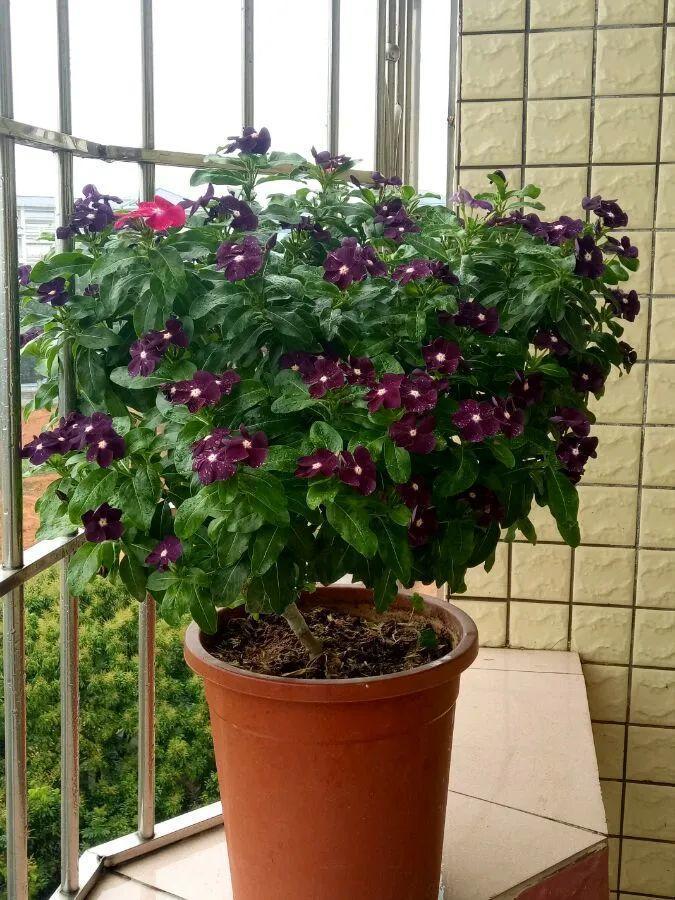 他用3年把吊兰养成老桩花友们质疑是假的