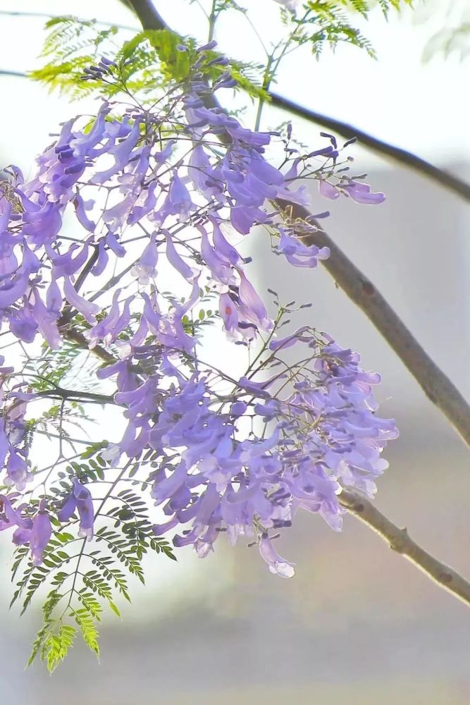 紫色浪漫席卷全城 内江蓝花楹的打卡圣地都在这了 你还在等什么呢 腾讯新闻